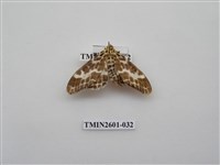 藏品(尺蛾115)的圖片